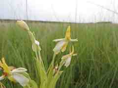 Habenaria macroplectron