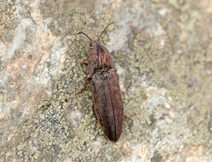 Actenicerus cuprascens