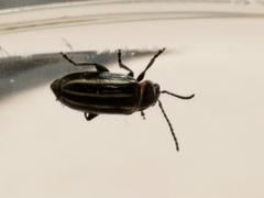 Disonycha pensylvanica