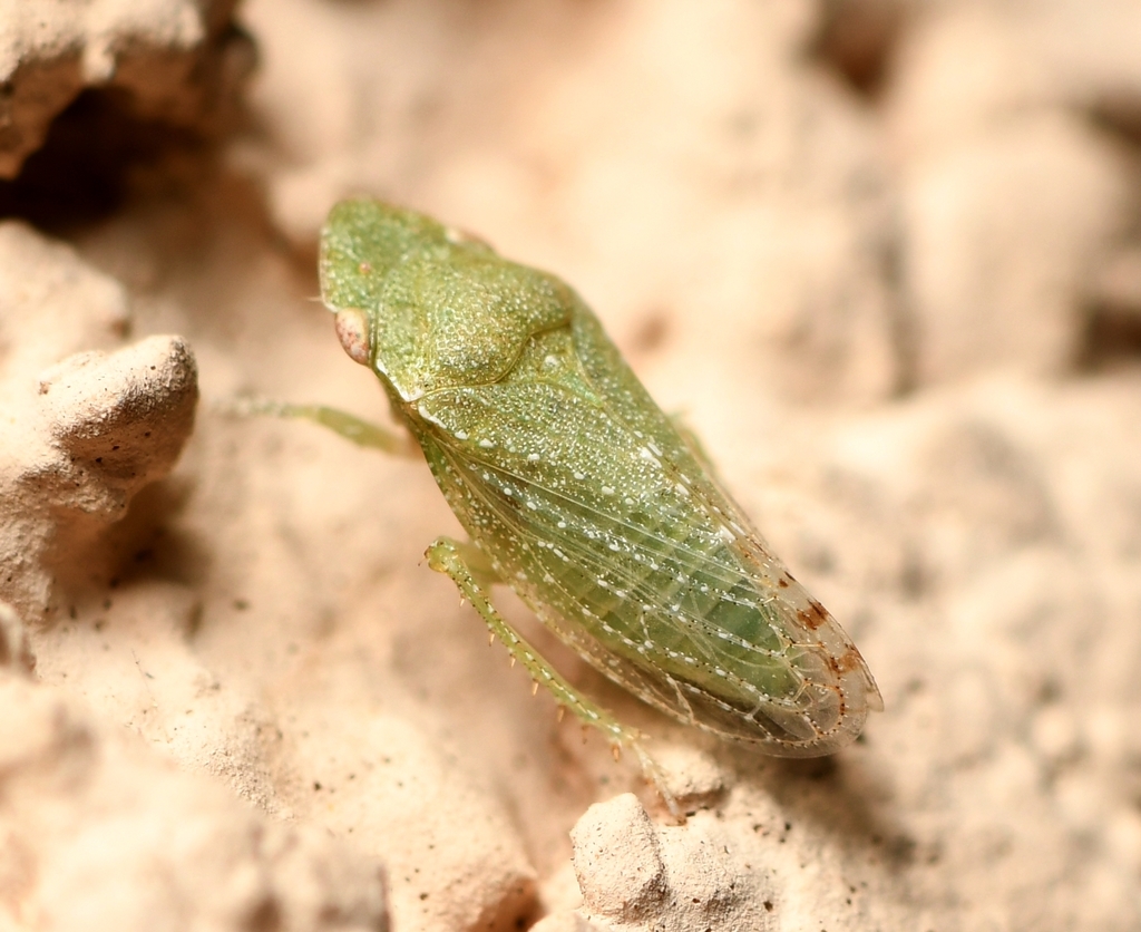 Xerophloea foveolata