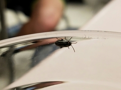 Disonycha pensylvanica