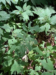 Hydrophyllum fendleri