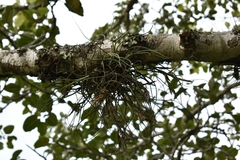 Tillandsia butzii
