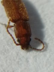 Placonotus testaceus