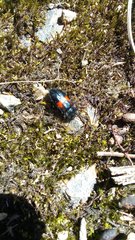 Astylus aulicus