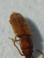 Placonotus testaceus