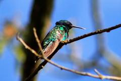 Colibri coruscans