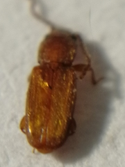 Placonotus testaceus
