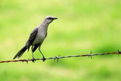 Mimus gilvus