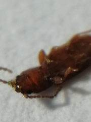 Placonotus testaceus