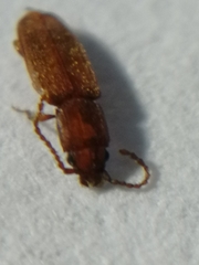 Placonotus testaceus