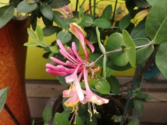Lonicera × heckrottii