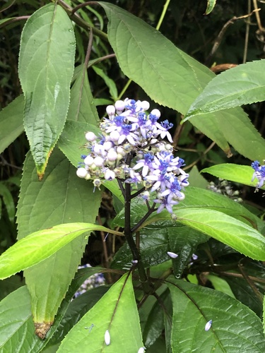 Hydrangea febrifuga iNat (2)
