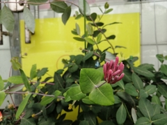 Lonicera × heckrottii