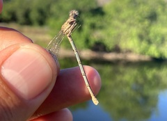 Argia emma