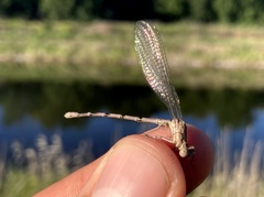 Argia emma