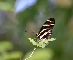 Heliconius charithonia ramsdeni