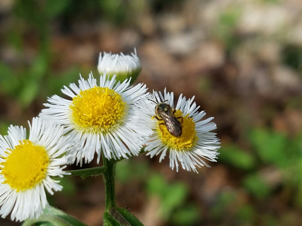 Reticulate Dialictus