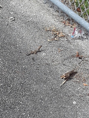 Leiocephalus carinatus