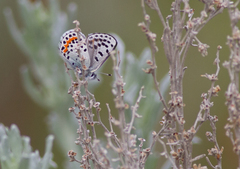 Euphilotes heracleoides