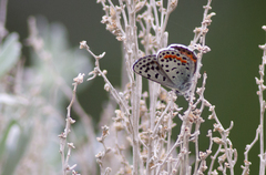 Euphilotes heracleoides