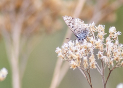 Euphilotes heracleoides