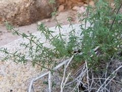 Galium stellatum eremicum