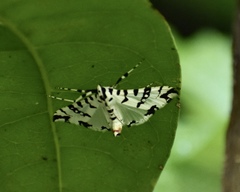 Conchylodes diphteralis