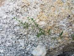 Galium stellatum eremicum