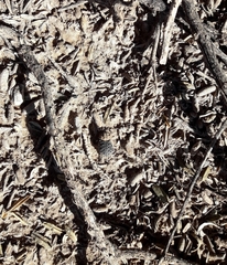 Omorgus pastillarius