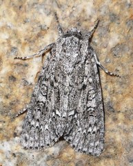 Acronicta impleta