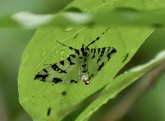 Conchylodes diphteralis