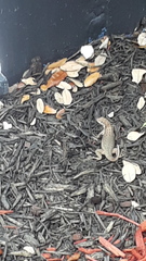 Leiocephalus carinatus