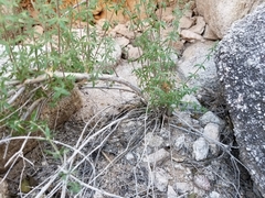 Galium stellatum eremicum