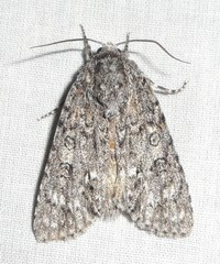 Acronicta impleta