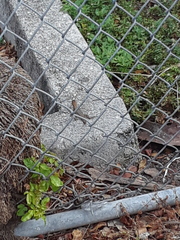 Leiocephalus carinatus