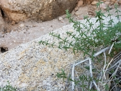 Galium stellatum eremicum