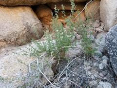 Galium stellatum eremicum