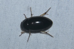 Tropisternus quadristriatus