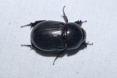 Euetheola