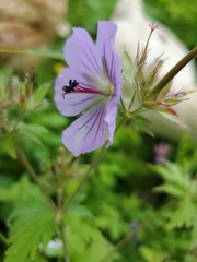 Geranium erianthum