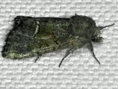 Oligia latruncula