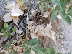 Ambrosia ilicifolia