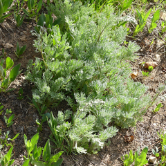 Artemisia arctica