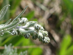 Artemisia arctica