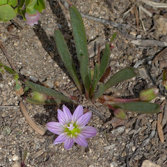 Lewisia pygmaea