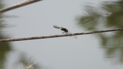 Pseudothemis zonata