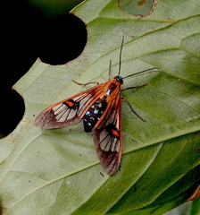 Cosmosoma cingulatum