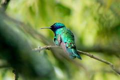Colibri coruscans