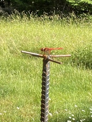 Sympetrum illotum